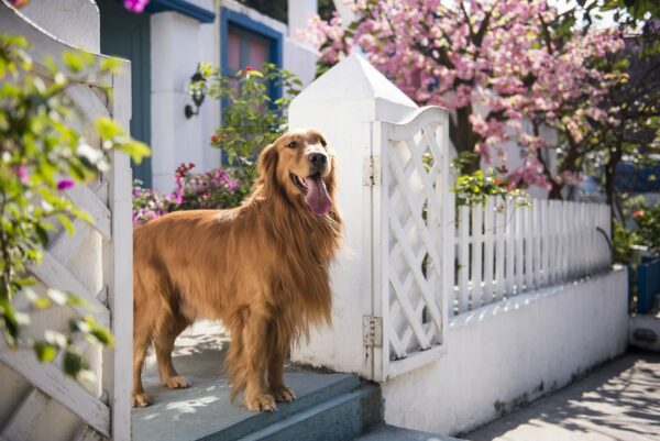 Pet owners - Top Tips for selling your home! - GD Legal